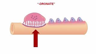 3 Things to Do When Your Dr Suggests BONE DRUGS [upl. by Cogn]