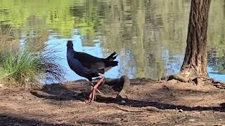 The Purple swamphen bird Ambarvale Australia [upl. by Kenlee]