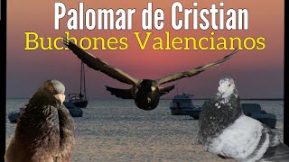 5 cosas que deberías saber sobre el Palomar de BUCHONES VALENCIANOS en Sanlúcar de Barrameda Cádiz [upl. by Sesom671]