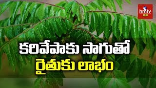 కరివేపాకు సాగులో పాటించాల్సిన మెళకువలు  Curry Leaves Farming Guide  Curry Leaf Cultivation  hmtv [upl. by Vallonia]