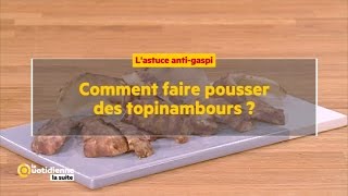 Comment faire pousser des topinambours   La Quotidienne la suite [upl. by Ailat]