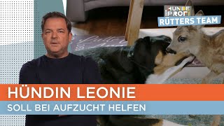 Schweizer Sennenhündin hat keine Impulskontrolle 💣  Der Hundeprofi  Rütters Team [upl. by Ennovyhs27]