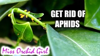 Home made insecticide for aphids that works [upl. by Rossuck616]