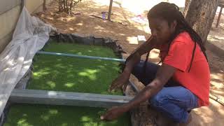 Azolla farming in ZimbabweFish  poultry feed and bio fertilizer [upl. by Melitta]