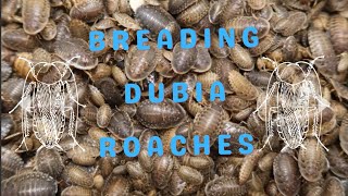 How to Dubia Roach Breeding Guide From Setup to Success dubiaroaches feeder [upl. by Teodor]