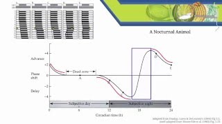 3  Phase Response Curves [upl. by Ahsatsan]