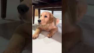 Leo the dogs Hilarious Reactions to Different Sounds—But Wait for the End 😂🔊🐾 [upl. by Mcconaghy]