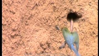 Beeeater catches prey from its perch [upl. by Philis]