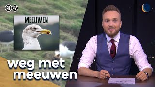 Hoe komen we van meeuwen af  De Avondshow met Arjen Lubach S6 [upl. by Iphlgenia914]