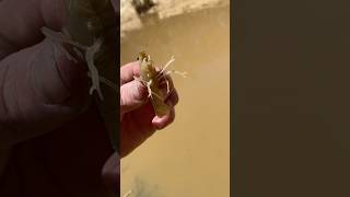 YABBY RECON🦞Found Shrimp yabbies australia nativeaustralia [upl. by Naihs79]