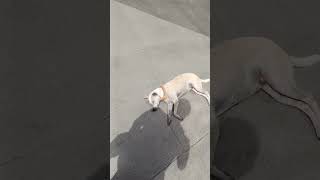 I accidentally startled my dog friend aspin sunbathing mall startled adopteddog malldog [upl. by Hertberg]