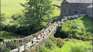 Adventures of the Yorkshire Shepherdess  Amanda Owen JC [upl. by Eiblehs]