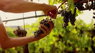 VALPOLICELLA HARVEST [upl. by Eicram922]