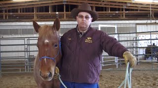 Basic Horsemanship Introduction [upl. by Etteuqaj]