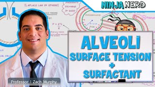 Respiratory  Surface Tension amp Surfactant in Alveoli [upl. by Nathalia388]