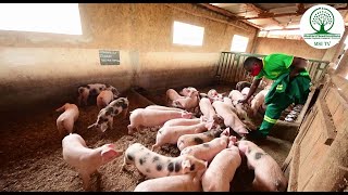 UBWOROZI BWINGURUBE URUFUNGUZO RWUBUKIRE  Farmer Field School MSI FARMS TV [upl. by Aldwin]