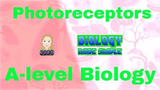 Photoreceptors  Light receptors  Alevel Biology [upl. by Marvella]