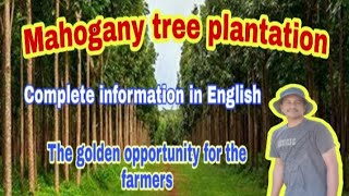 Mahogany tree plantation  Swietenia macrophylla plantation Complete information in English [upl. by Issim]