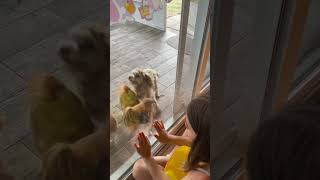 High five kidsvideos doglife dogs yorkipoo funnyshorts animals [upl. by Ahsineg293]