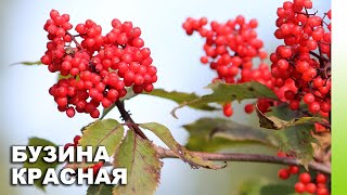 Бузина красная Sambucus racemosa  ЭНЦИКЛОПЕДИЯ РАСТЕНИЙ [upl. by Aicilev]