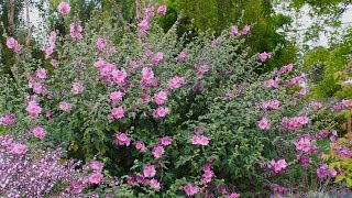 Lavatera x clementii Rosea  Tree Mallow [upl. by Adao396]