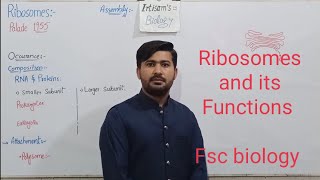 45 Ribosomes  Function and structure of Ribosomes  Fsc Biology class 11 [upl. by Enalda]