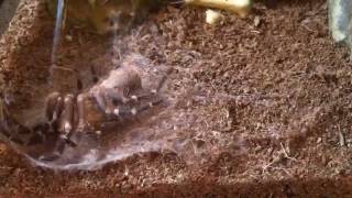 Time Lapse Tarantula Molting [upl. by Seerdi]