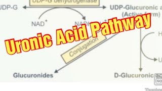 Uronic Acid Pathway Biochemistry  DGlucuronic Acid Metabolism of Carbohydrates [upl. by Antoinetta649]