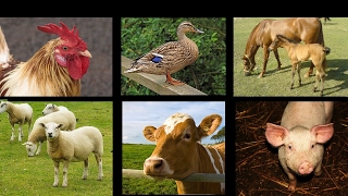 Farm Animal Sounds  Interactive Animals Game for Children  Kids Learning Videos [upl. by Aneehsak]