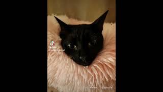 Our mischievous Cat Please Subscribe [upl. by Gaskin]