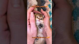 Cat Story cat cats catstory catlover shortvideo 2025 usa usashorts [upl. by Aihsik44]