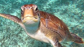 Snorkeling Tulum [upl. by Htiduj755]