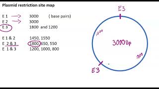 Mapping restriction sites on Plasmid DNA tutorial 2 [upl. by Eilyw]