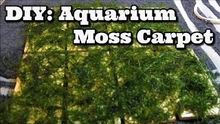 DIY Moss Carpet Aquarium  Java Moss [upl. by Eidde]