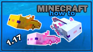 Everything About Axolotls in Minecraft 117  Easy Minecraft Mob Guide [upl. by Roddie]