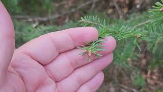 ID that Tree Balsam Fir [upl. by Sweet]