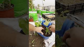 सरदियों के मौसुम के फूल के पोढे  Planting Seasonal flower plants shorts short [upl. by Jahdiel861]