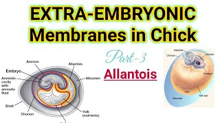 Part3Extra Embryonic Membranes in ChickAllantoisMSc BSc CSIRNET Zoology Lifesciences [upl. by Aidnama559]