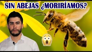 La importancia de las abejas para la vida [upl. by Irahc]