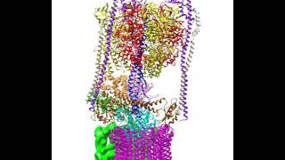 Rotational states of the S cerevisiae VATPase [upl. by Dougald]