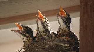 Baby Robins Feeding to First Flight amp Leaving Nest HD [upl. by Ymmik]