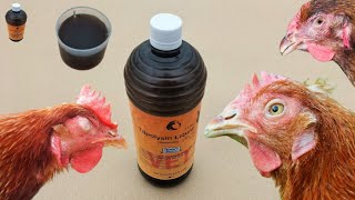 Mycoplasmosis in Poultry  Mycoplasma Treatment in Chickens Tilmicosin  Dr ARSHAD [upl. by Idelle]