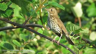 Tordocomum Turdus philomelos [upl. by Stewardson]