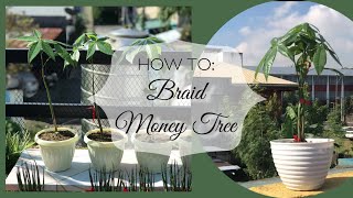 HOWTO BRAID MONEY TREE Pachira Aquatica Plant [upl. by Nolyarb525]