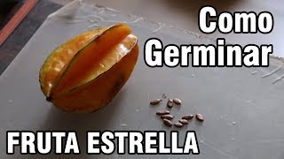 Como germinar semillas de Carambolo FRUTA ESTRELLA o star fruit  México Verde [upl. by Tneciv513]