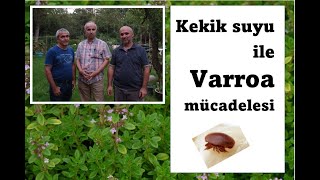 Kekik Suyu İle Varroa Mücadelesi [upl. by Odraude]