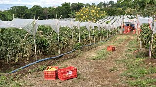 Manejo de Cultivos Fenología del Tomate [upl. by Vasti591]