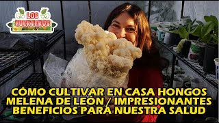 ¿Cómo cultivar en casa hongos Melena de León  Impresionantes beneficios para nuestra salud [upl. by Sillsby267]