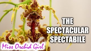 The spectacular Dendrobium spectabile Orchid  Care tips [upl. by Euh]