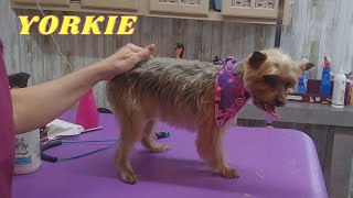 Yorkie haircut with Schnauzer skirt Yorkie face [upl. by Eeraj760]